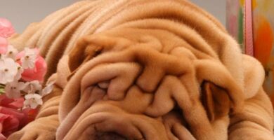 Miksi shar pei haisee pahalle