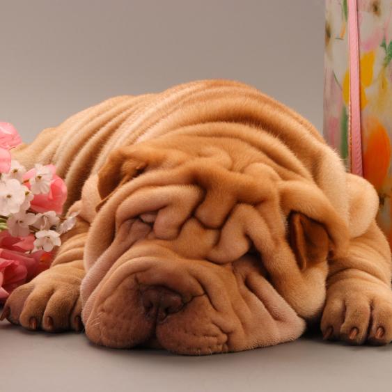 Miksi shar pei haisee pahalle