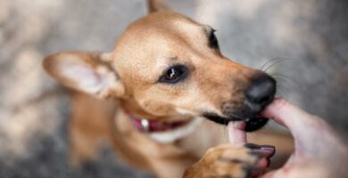 Milbemax koirilla kayttotavat ja annostus