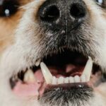 Milloin koirat vaihtavat hampaita