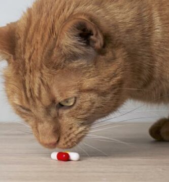 Milpro kissoille annostus kaytto ja sivuvaikutukset