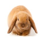 Mini lop kani