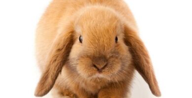 Mini lop kani