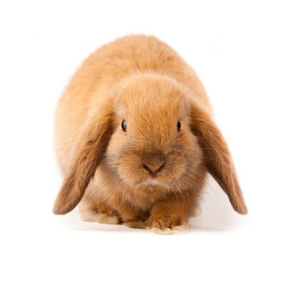 Mini lop kani