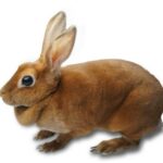 Mini rex kani