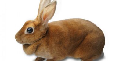 Mini rex kani