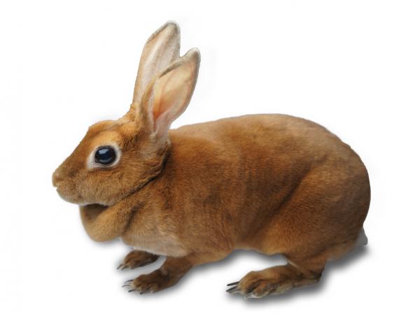 Mini rex kani