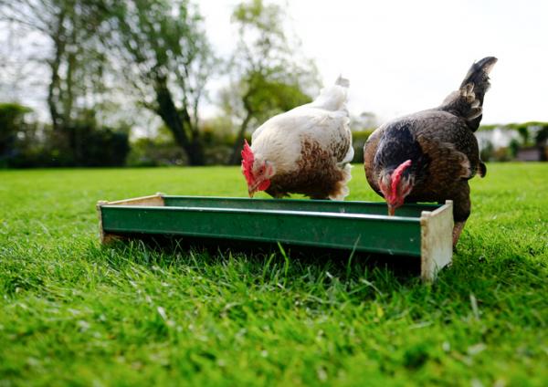 Mita kanat syovat Kaikki kanojen ruokinnasta