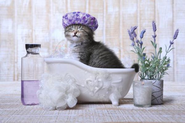 Mita minun pitaisi tehda jotta kissa puhdistetaan pesematta sita