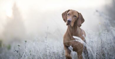 Mita se tarkoittaa kun koira nostaa etujalkansa