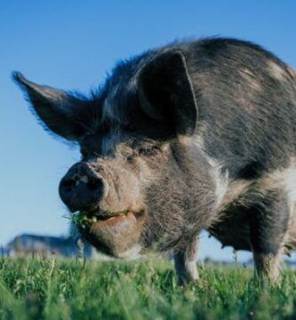 Mitä siat syövät? 2 Mita siat syovat