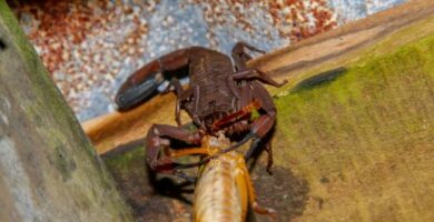 Mita skorpionit syovat