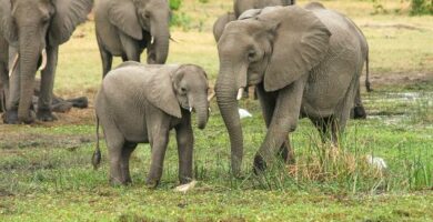 Miten norsut syntyvat