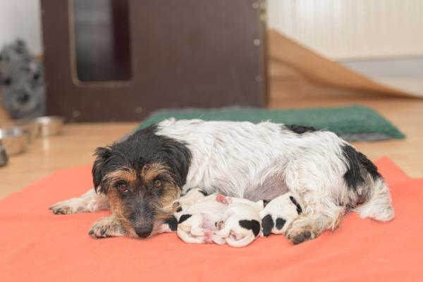 Moja suka po porodzie jest agresywna przyczyny i rozwiazania