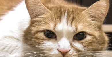 Munuaiskivet kissoilla - oireet ja hoito 53 Munuaiskivet kissoilla oireet ja hoito