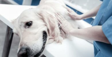 Munuaisten vajaatoiminta koirilla oireet ja hoito