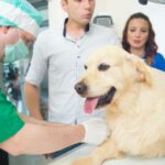 Myasthenia Gravis koirilla oireet diagnoosi ja hoito