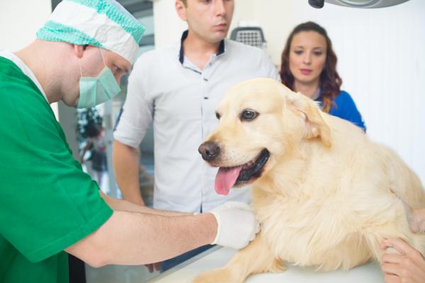 Myasthenia Gravis koirilla oireet diagnoosi ja hoito