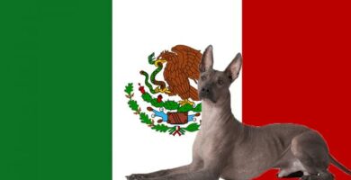 Nykyiset ja sukupuuttoon kuolleet meksikolaiset koirarodut