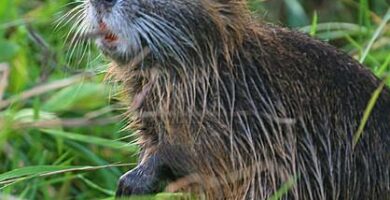 Onko Espanjan coypu invasiivinen laji