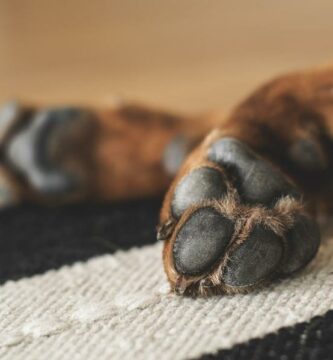 Onko normaalia etta koirani puree kynsiaan