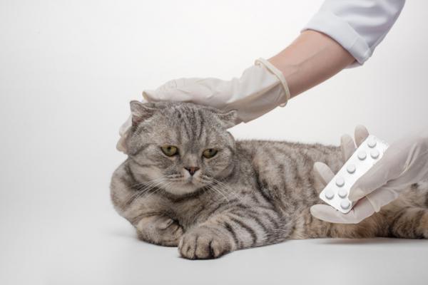 Onsior kissoille annostus kaytto ja sivuvaikutukset