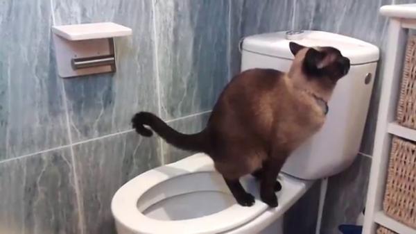 Opeta kissasi kayttamaan wc ta askel askeleelta