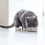 Paras ruoka kissoille joilla on munuaisten vajaatoiminta