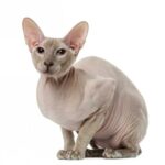 Peterbald kissa