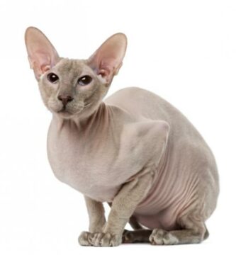 Peterbald kissa