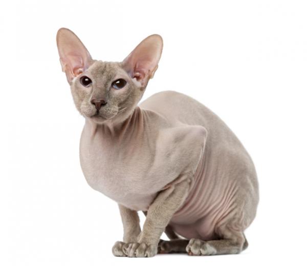 Peterbald kissa