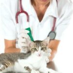 Pipetit kissoille miten ne toimivat annostus ja sivuvaikutukset