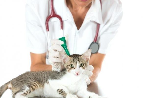 Pipetit kissoille miten ne toimivat annostus ja sivuvaikutukset