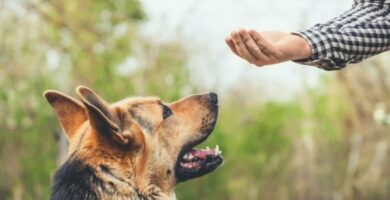 Positiivinen vahvistus koirilla