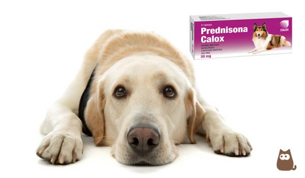 Prednisoni tai prednisoloni koirille kayttotavat ja sivuvaikutukset