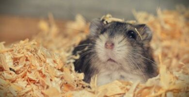 Punkit hamsterissa oireet hoito ja kotihoidot