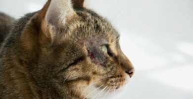 Pyoderma kissoilla syyt oireet ja hoito