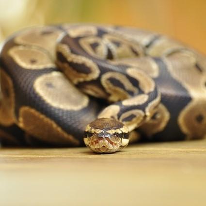 Python lemmikkina