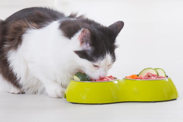 Raaka tai BARF ruokavalio kissoille esimerkki edut ja vinkit