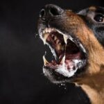 Rabia en perros Sintomas contagio y tratamiento