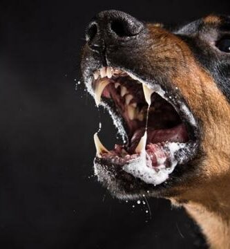 Rabia en perros Sintomas contagio y tratamiento