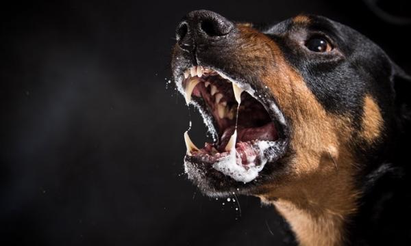 Rabia en perros Sintomas contagio y tratamiento