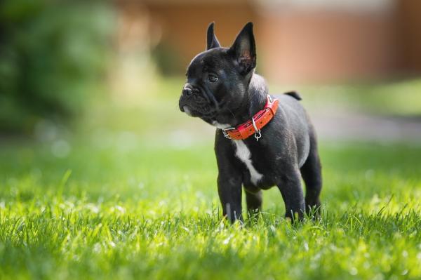 Ranskan bulldogin yleisimmat sairaudet