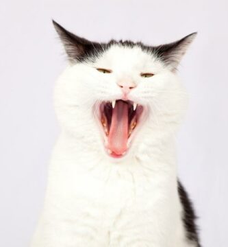 Rauhoita hermostunut kissa 1 Rauhoita hermostunut kissa