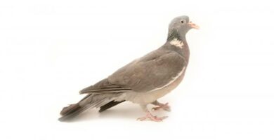 Ringdove