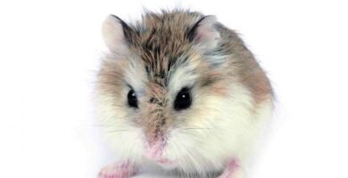 Roborovskii hamsteri