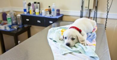 Rotavirus koirilla oireet tartunta ja hoito