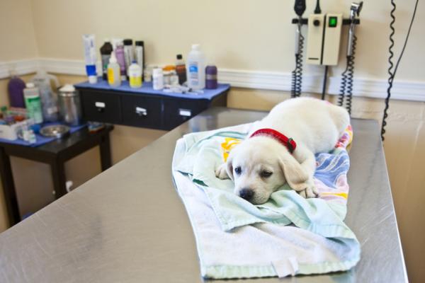 Rotavirus koirilla oireet tartunta ja hoito