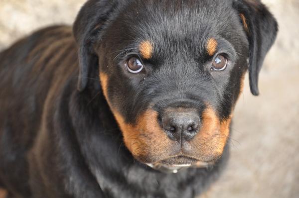 Rottweiler koirien urosten ja naisten nimet