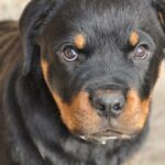 Rottweiler pentun hoito